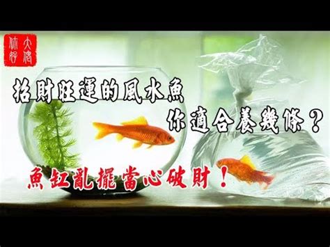 什麼魚招財|養魚招財，別在猶豫了！快把財神請進門